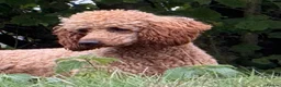 Miniature Poodle dogs for stud: STUNNING MINIATURE POODLE AVAILABLE FOR STUD - Advert 2