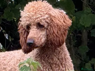 Miniature Poodle dogs STUNNING MINIATURE POODLE AVAILABLE FOR STUD - Advert 2