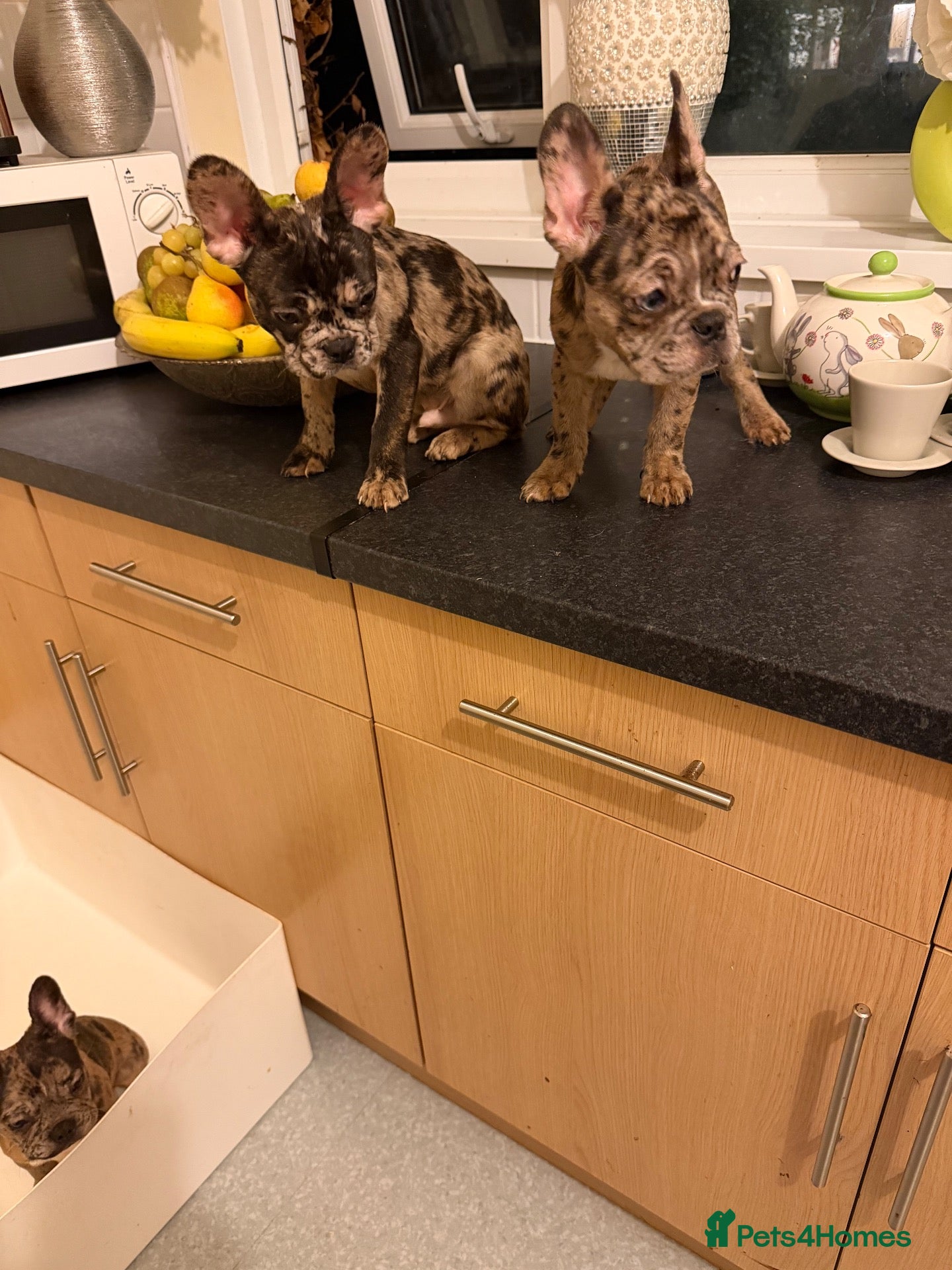 French Bulldog dogs French bulldogs for sale  - Advert 2