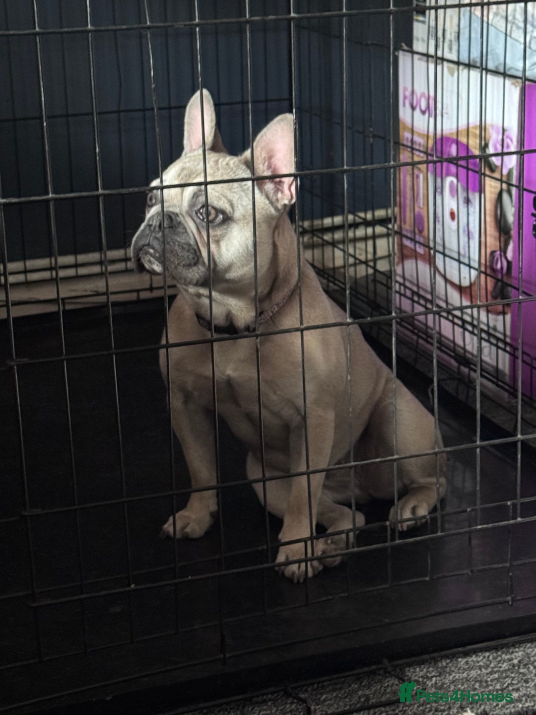 French Bulldog dogs for sale: 14-month-old female French Bulldog - Advert 1