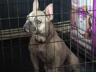 French Bulldog dogs 14-month-old female French Bulldog - Advert 1