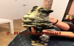 Pomeranian dogs for sale: Stunning Pomeranians  - Image 10