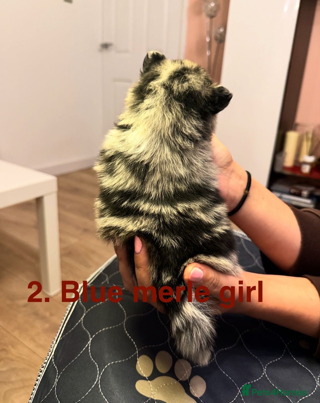 Pomeranian dogs for sale: Stunning Pomeranians  - Image 10