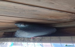 Pigeons birds for sale: Breeding pair of pigeons - Image 10