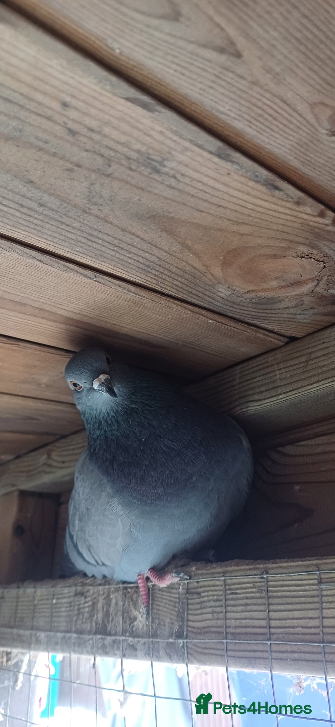 Pigeons birds for sale: Breeding pair of pigeons - Image 10