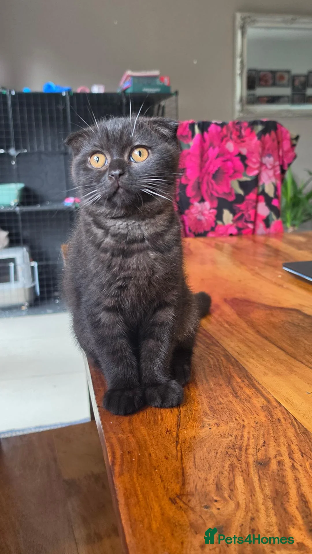 Scottish Fold cats for sale: Scottish Fold Kittens  - Advert 2
