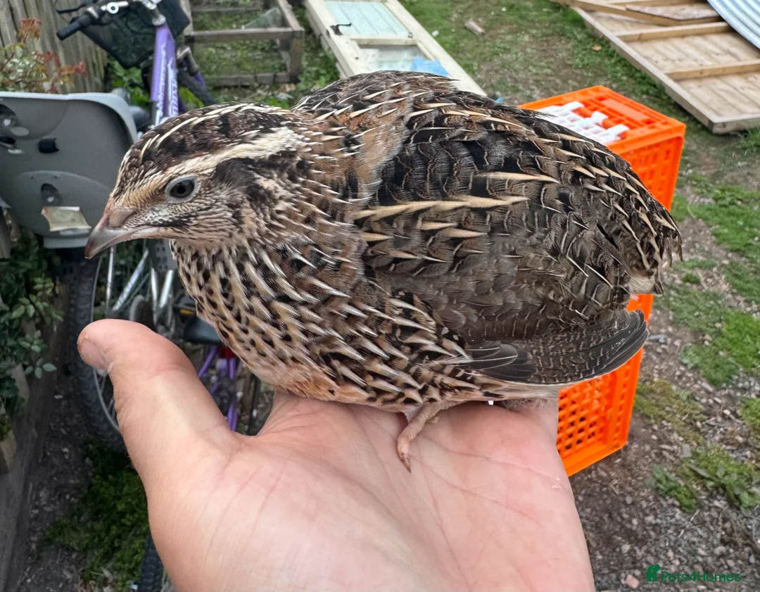 Quail poultry for sale: Japanese (Coturnix) Quail - Advert 1