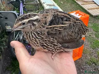 Quail poultry for sale: Japanese (Coturnix) Quail - Advert 1
