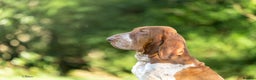 Bracco Italiano dogs for sale: Puppies due end of Jan!!   - Advert 6