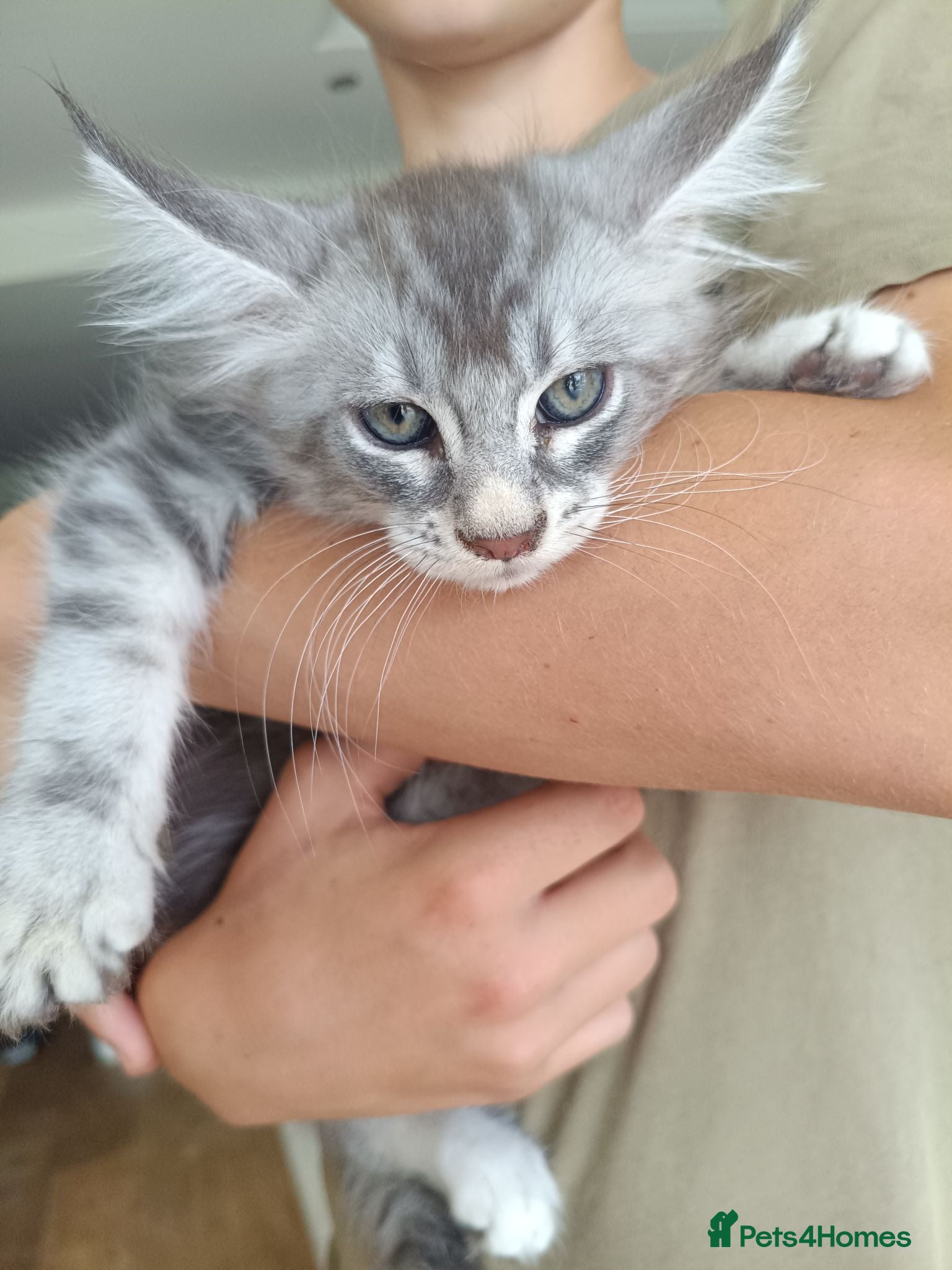 Maine Coon cats Stunning health tested, tica reg kittens 😍 - Advert 2