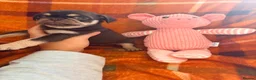 Pug dogs for sale: Panda 🐼 pug puppies carrying pink - Advert 7