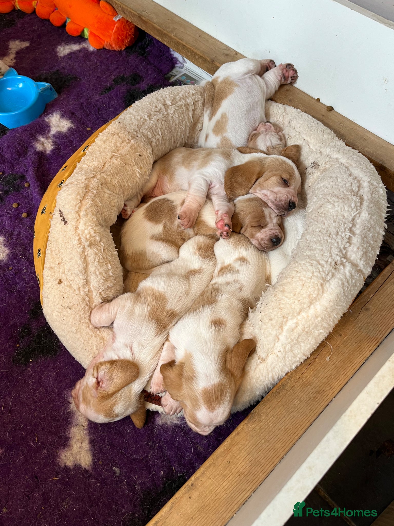 Basset Hound dogs Beautiful Basset babies now born  - Advert 4