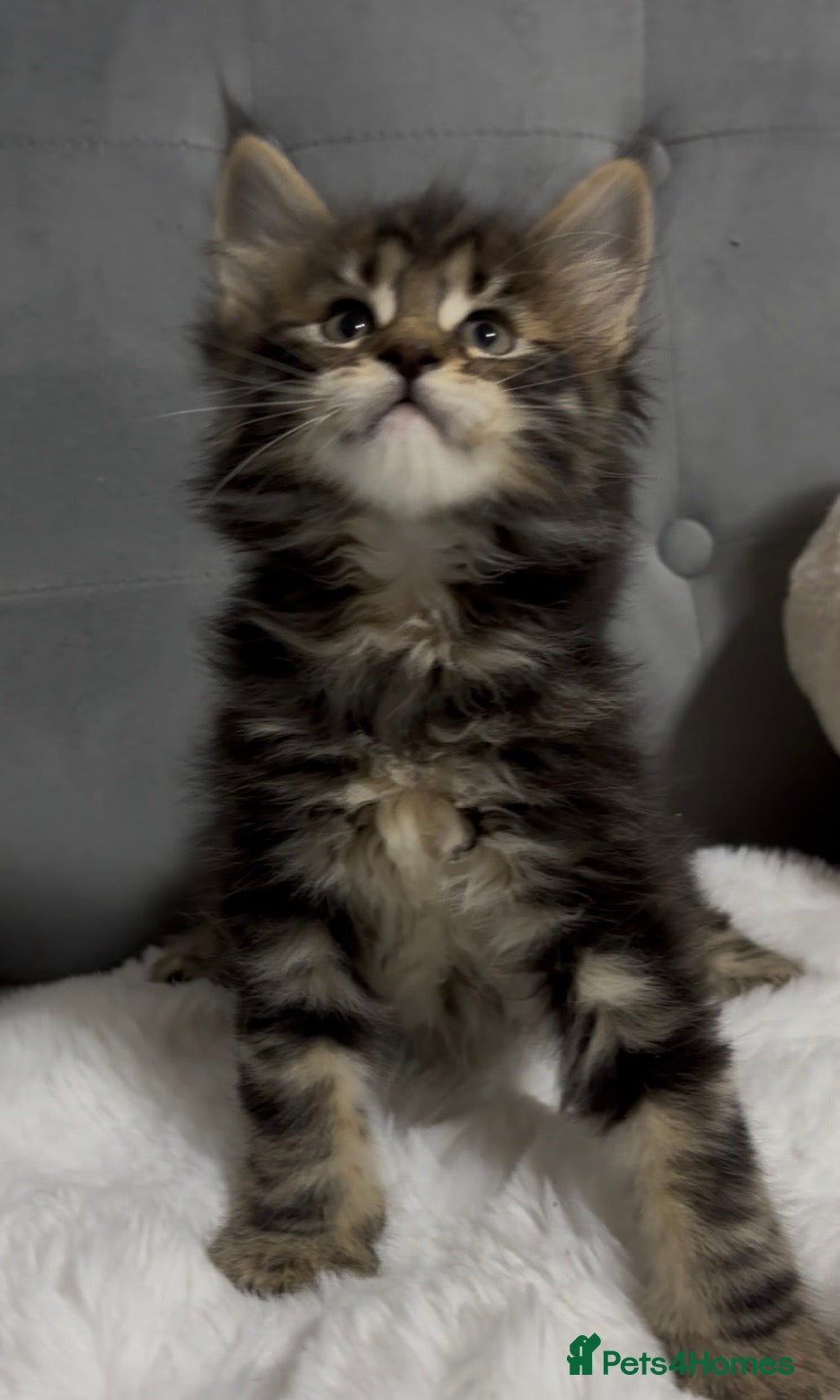 Maine Coon cats Giant Lion Face pedigree Maine Coon Kittens XL  - Advert 12