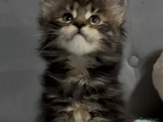 Maine Coon cats Giant Lion Face pedigree Maine Coon Kittens XL - Advert 12