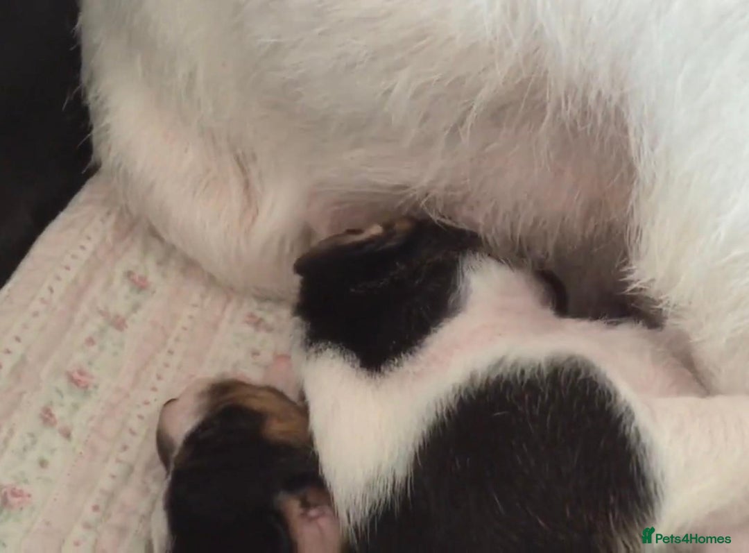 Jack Russell dogs for sale: Jack Russell Puppies - Image 17