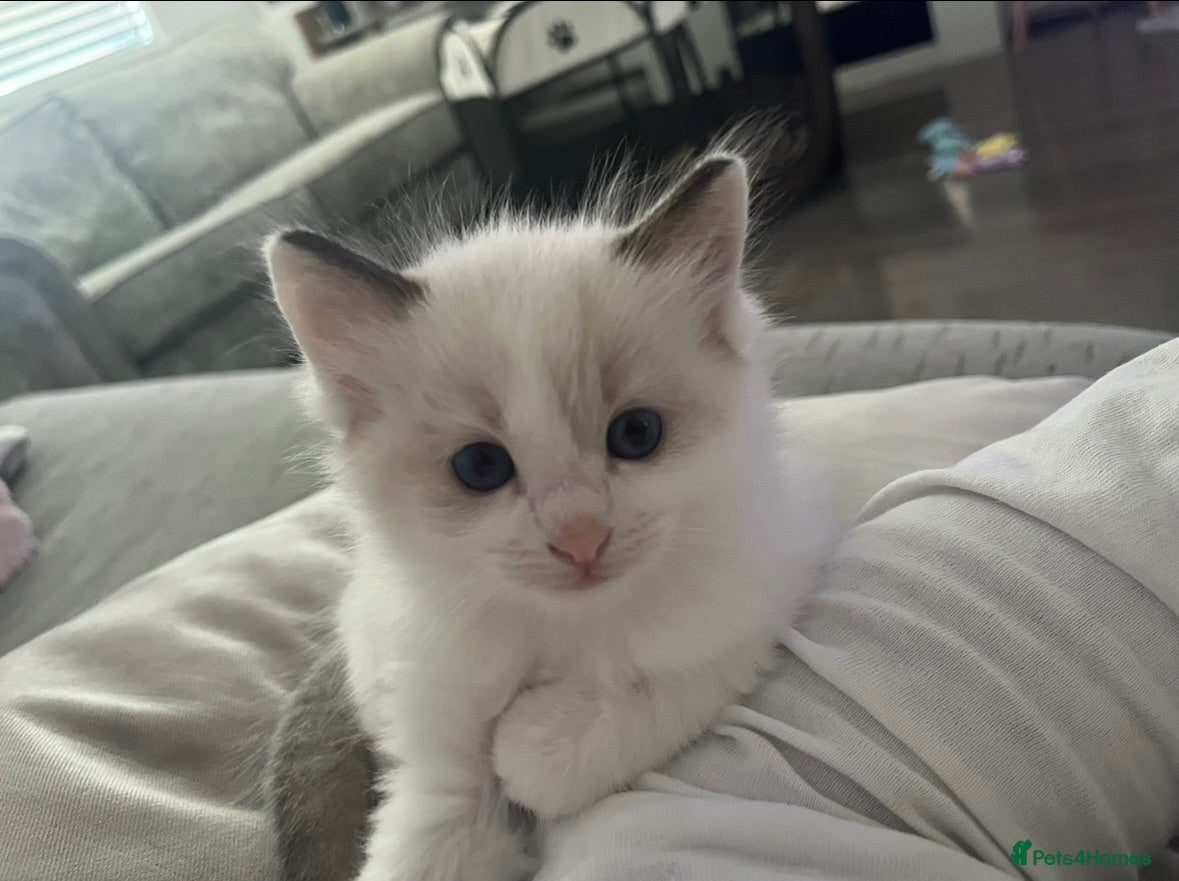 Ragdoll cats Beautiful Ragdoll Bi Colour Boy Kitten 🩵🐱 - Advert 2