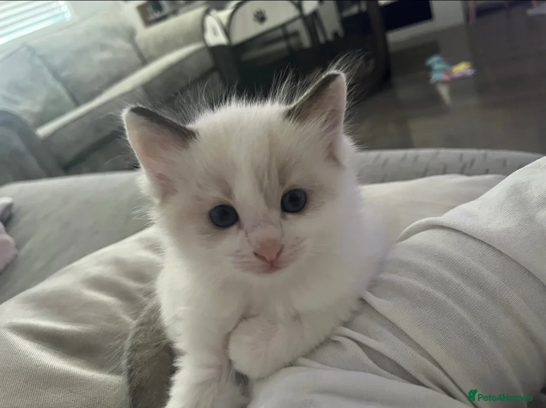 Ragdoll cats for sale: Beautiful Ragdoll Bi Colour Boy Kitten 🩵🐱 - Advert 1