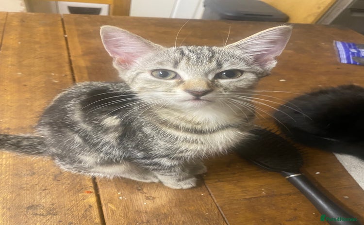 Mixed Breed cats - Advert 14