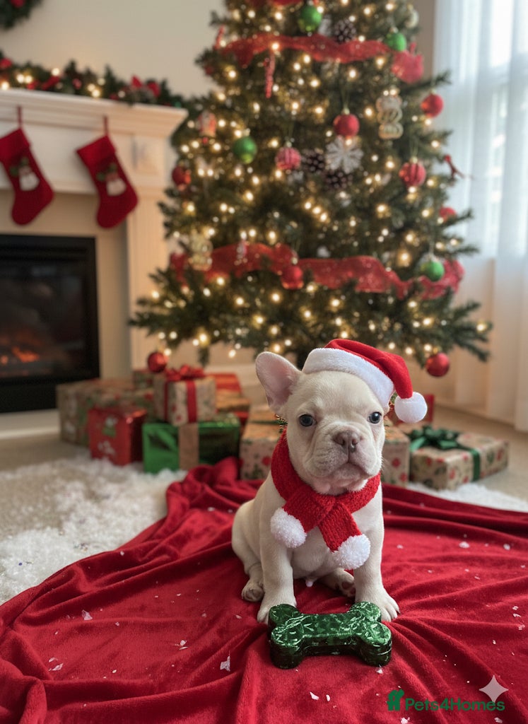 French Bulldog dogs 2 beautiful Frenchie puppies  - Advert 18