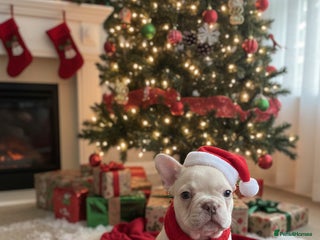 French Bulldog dogs 2 beautiful Frenchie puppies - Advert 17