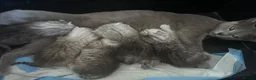 Scottish Fold cats for sale: Scottishfold kittens - Advert 6