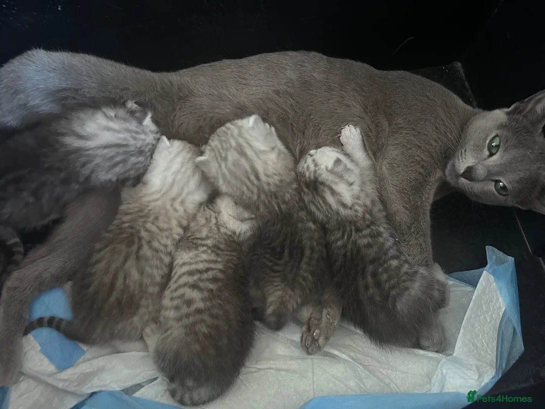 Scottish Fold cats for sale: Scottishfold kittens - Advert 6