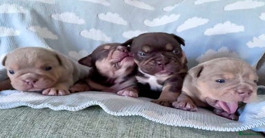 English Bulldog dogs - Advert 9