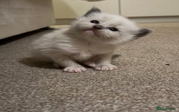 Ragdoll cats for sale: Ragdoll kittens  - Image 6