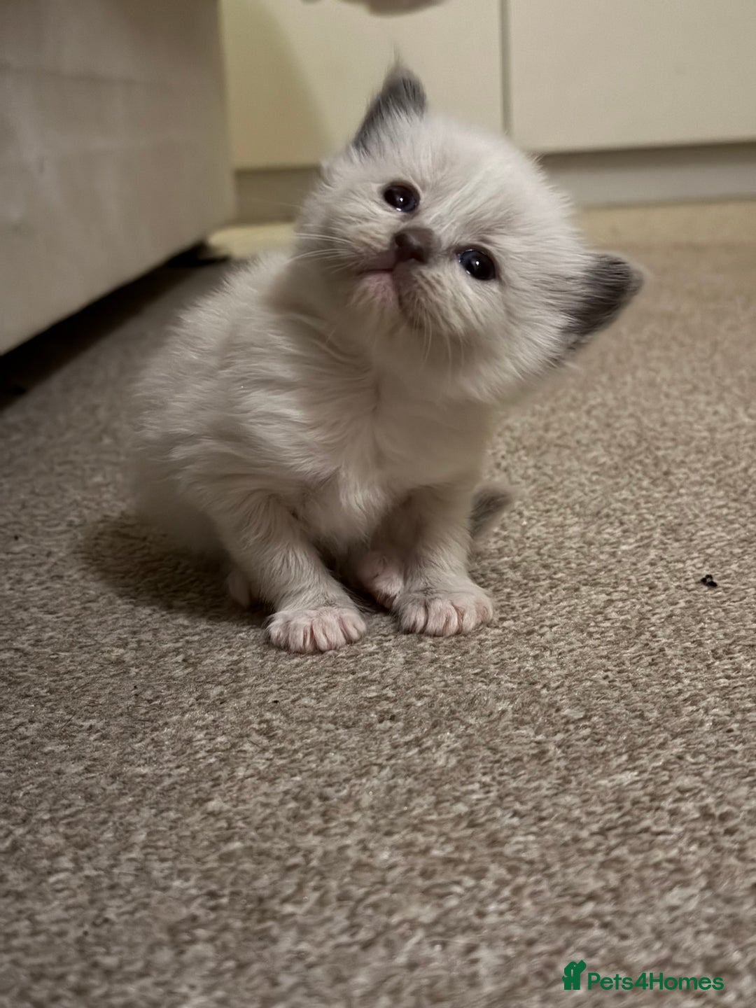 Ragdoll cats for sale: Ragdoll kittens  - Image 6