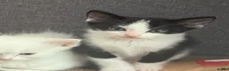 Mixed Breed cats for sale: Male kitten ready now - Advert 6
