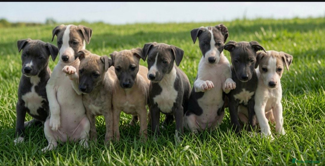 Whippet dogs The last 2 most precious!Kc boys wippets 🐶    - Advert 1
