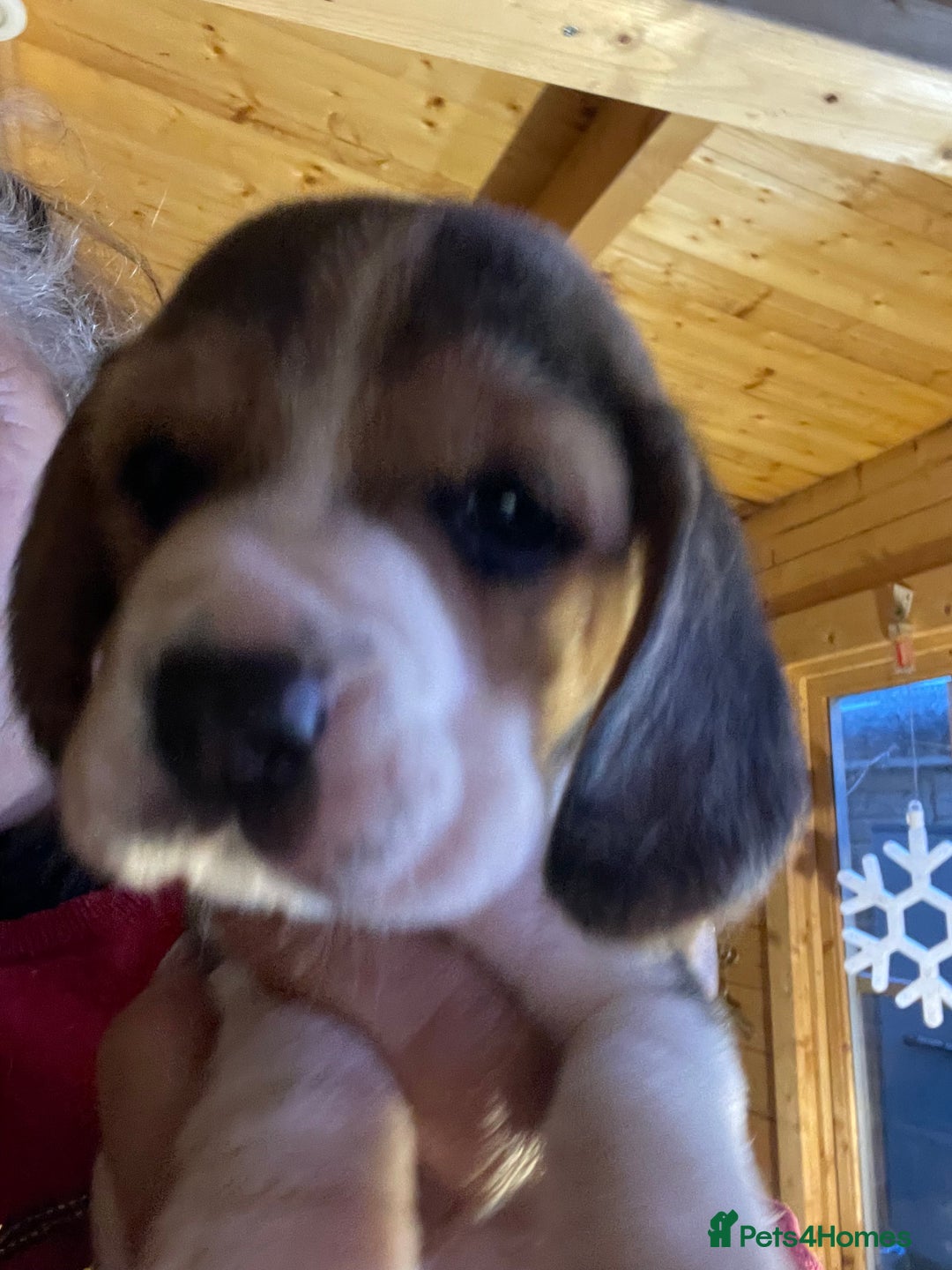 Beagle dogs for sale: 2tri girls kc reg ready after  **   - Advert 18