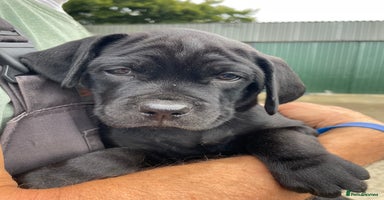 Mixed Breed dogs - Advert 5