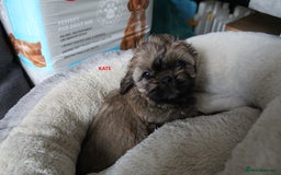 Shih Tzu dogs for sale: SHIH TZU PUPPY BOY LIVER GENE KC REG  - Image 6
