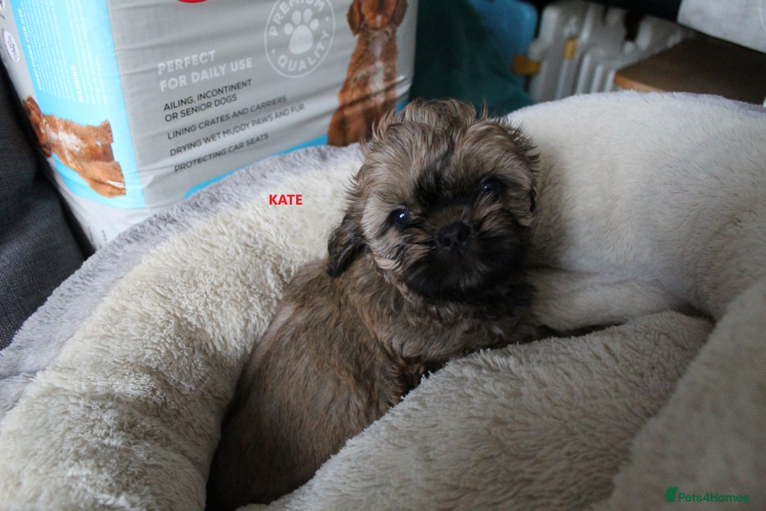 Shih Tzu dogs for sale: SHIH TZU PUPPY BOY LIVER GENE KC REG  - Image 6