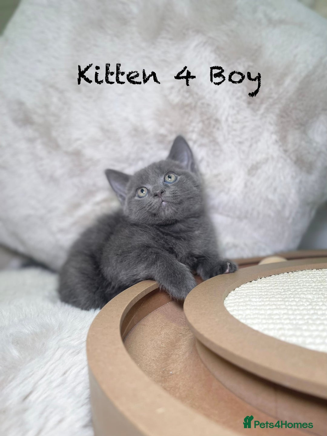 Mixed Breed cats for sale: Stunning kittens ready now  - Advert 13