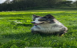 Border Collie dogs for sale: Border collie pups 6 weeks old  - Image 8