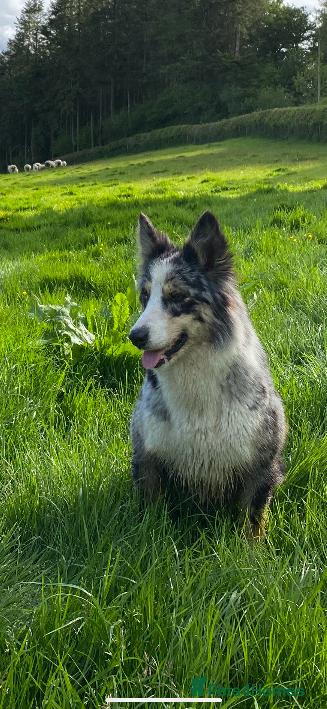 Border Collie dogs for sale: Border collie pups 6 weeks old  - Image 8