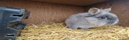 Mixed Breed rabbits for sale: Handsome cute young dwarf lionhead boy available - Advert 3