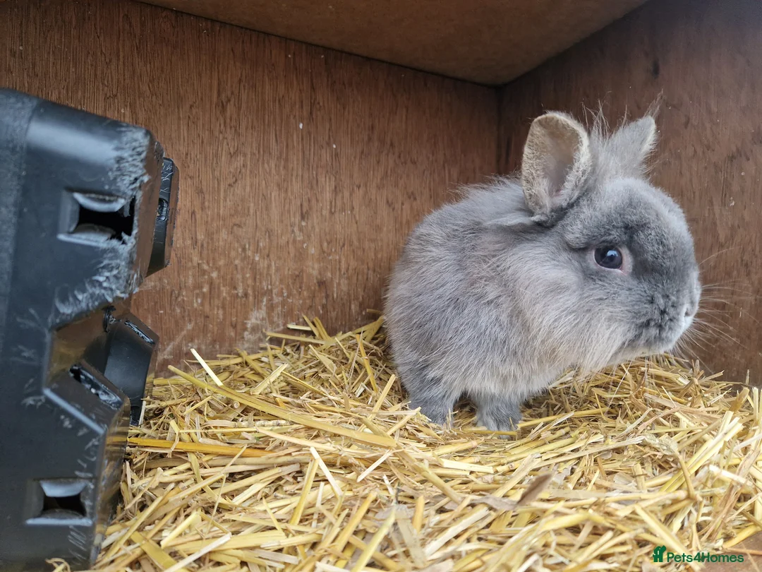 Mixed Breed rabbits for sale: Handsome cute young dwarf lionhead boy available - Advert 3