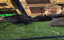 Dwarf Lop rabbits for sale: 9 Dwarf lop Rabbits ready for a new home - Image 21