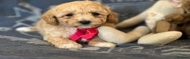 Poochon Puppy 3