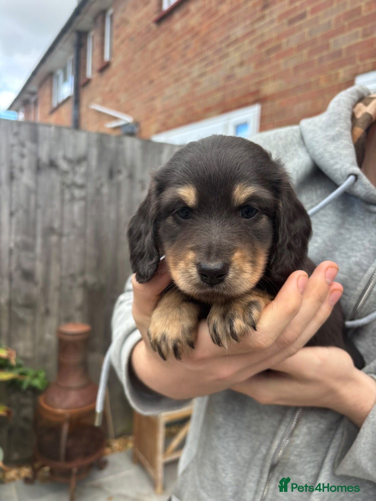 Miniature Dachshund dogs KC registered long haired Miniatures  - Advert 16