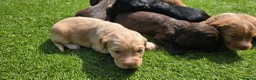 Cocker Spaniel dogs for sale: Mr Grant Duffy - Advert 10