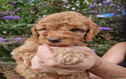 Cockapoo dogs for sale: EXCEPTIONAL HEALTH TESTED SHOW TYPE COCKAPOOS F1B - Image 14
