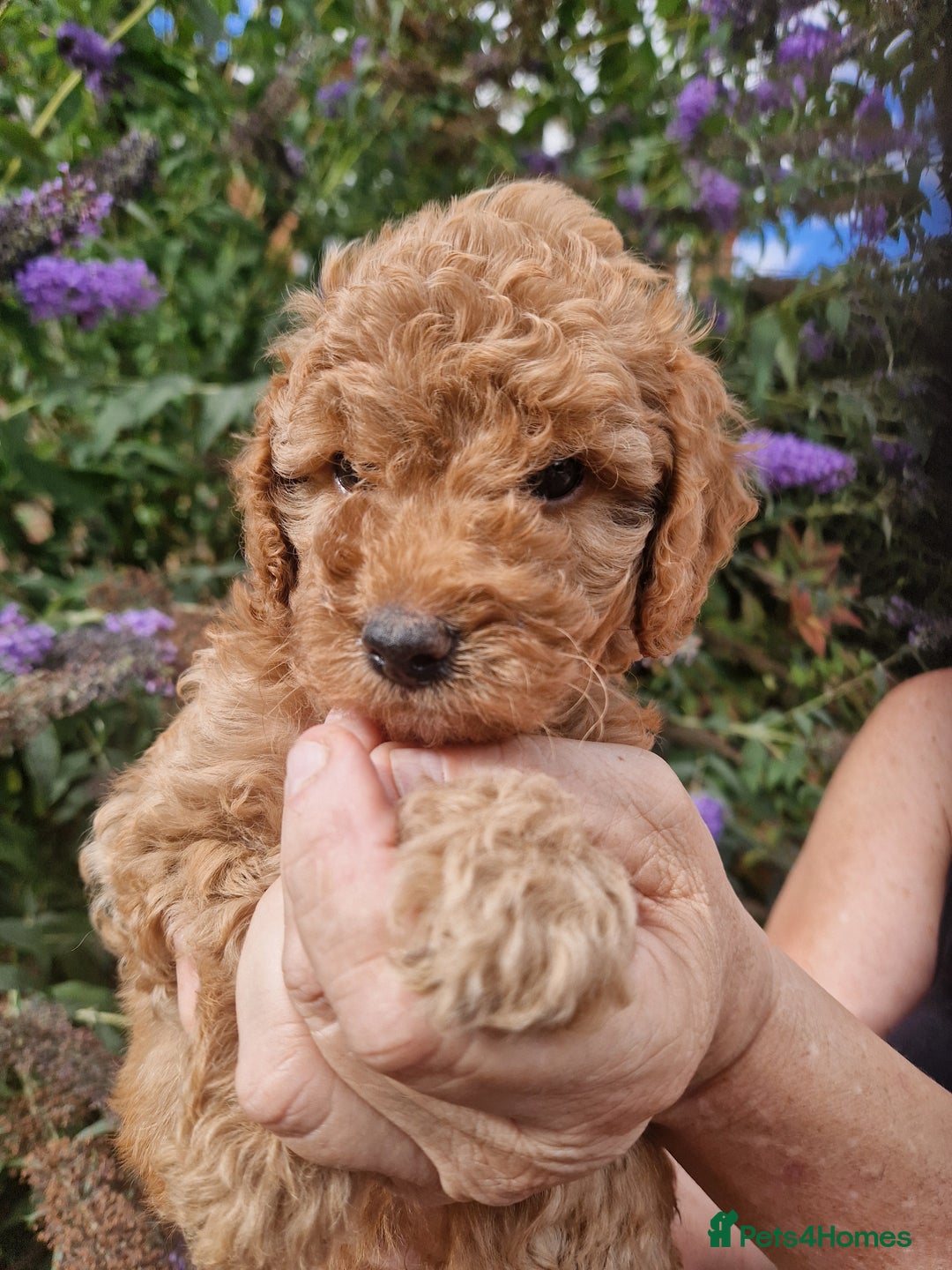 Cockapoo dogs for sale: EXCEPTIONAL HEALTH TESTED SHOW TYPE COCKAPOOS F1B - Image 14