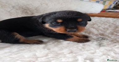 Rottweiler dogs Only two bitches remaining - Advert 8