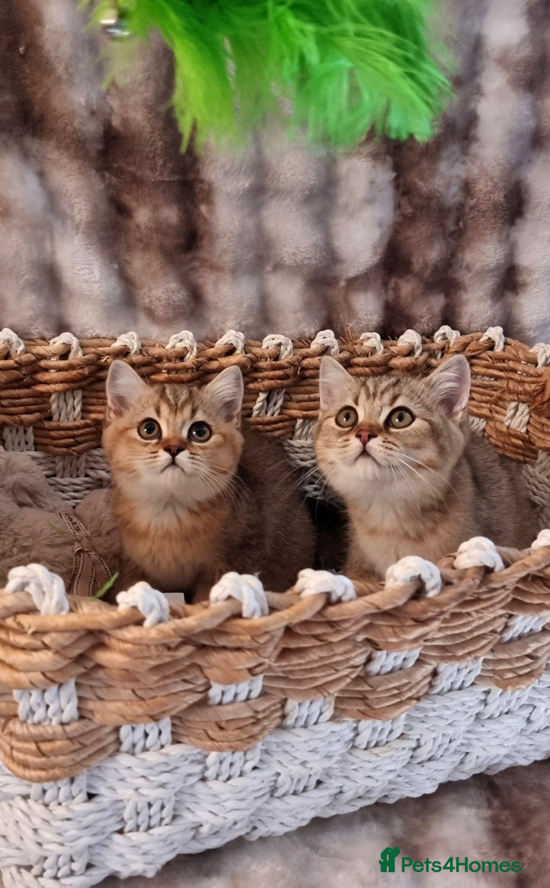 British Shorthair cats for sale: GOLDEN & COLOURPOINT BSH KITTENS, READY TO GO! - Image 8