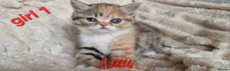 Exotic cats for sale: 4 beautiful exotic x kittens  - Advert 4