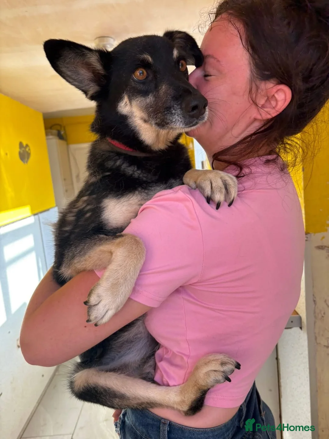Mixed Breed dogs for adoption: Rambo - Norwich Norfolk  - Advert 2